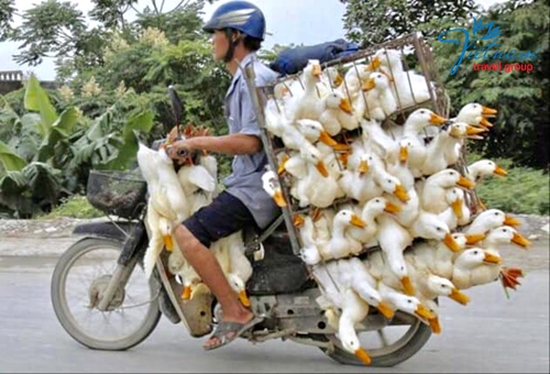 man-and-duck-on-scooter-Vietnam-Travel-Group